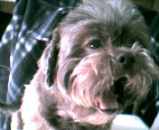 [Gizmo so tired and bored]
