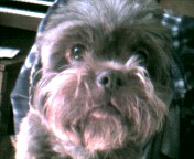 [Gismo says I am Hungry ]