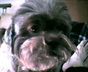 [MyGizmo]